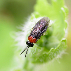 Eutomostethus ephippium