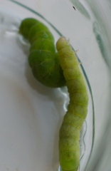 Phlogophora meticulosa