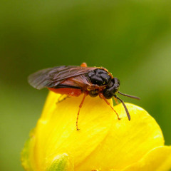Athalia bicolor