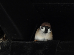 Passer montanus saturatus