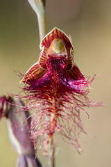 Calochilus therophilus