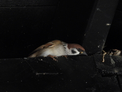 Passer montanus saturatus