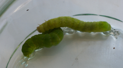 Phlogophora meticulosa