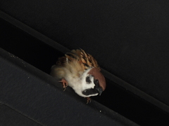 Passer montanus saturatus