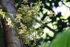 Pseudovanilla foliata