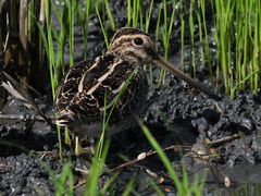 Gallinago gallinago gallinago