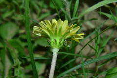 Taraxacum formosanum