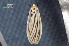 Tigrioides leucanioides