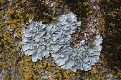 Punctelia subrudecta