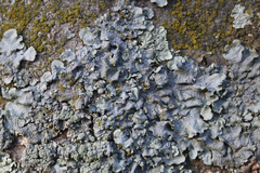 Punctelia subrudecta