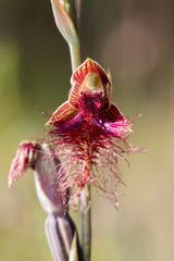 Calochilus therophilus