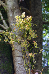 Pseudovanilla foliata