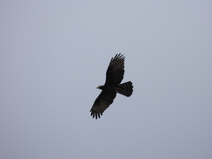 Pernis ptilorhynchus orientalis