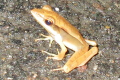 Clinotarsus alticola