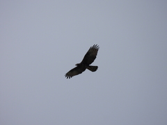Pernis ptilorhynchus orientalis