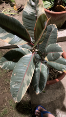 Ficus elastica