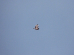 Pernis ptilorhynchus orientalis