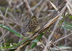 Emberiza personata