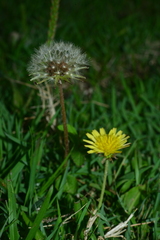 Taraxacum formosanum