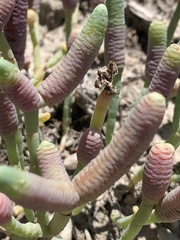 Tecticornia australasica