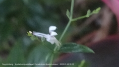 Andrographis paniculata