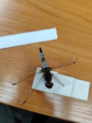 Libellula fulva