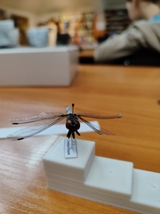 Libellula fulva