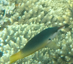 Gomphosus klunzingeri