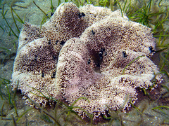 Stichodactyla haddoni