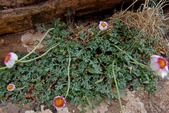 Rhodanthemum