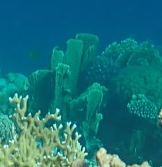 Millepora platyphylla