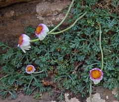 Rhodanthemum