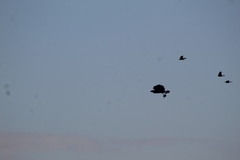 Geranospiza caerulescens