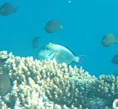 Acanthurus sohal