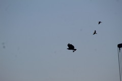 Geranospiza caerulescens