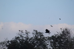 Geranospiza caerulescens