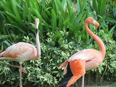 Phoenicopterus ruber