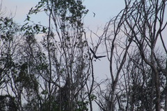 Geranospiza caerulescens