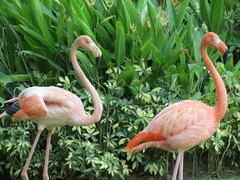 Phoenicopterus ruber