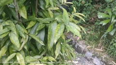 Dracaena surculosa