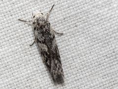 Lichenaula onychotypa