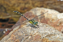 Hemigomphus heteroclytus