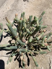 Tecticornia australasica