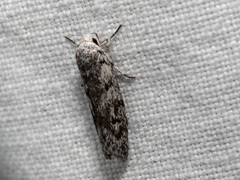 Lichenaula onychotypa