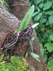 Microgramma squamulosa