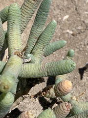 Tecticornia australasica