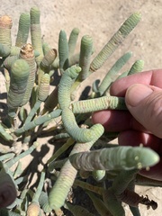 Tecticornia australasica