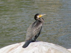 Phalacrocorax carbo hanedae