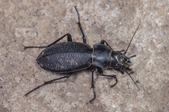 Carabus brandti