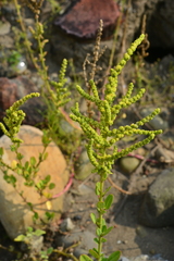 Chenopodium acuminatum